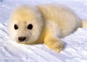 seal2